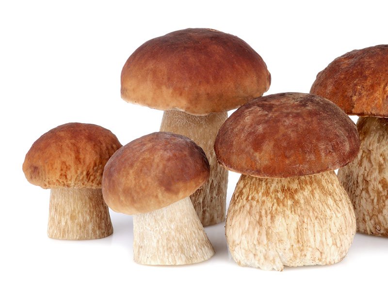 brown-mushrooms-2021-08-26-17-24-43-utc.jpg